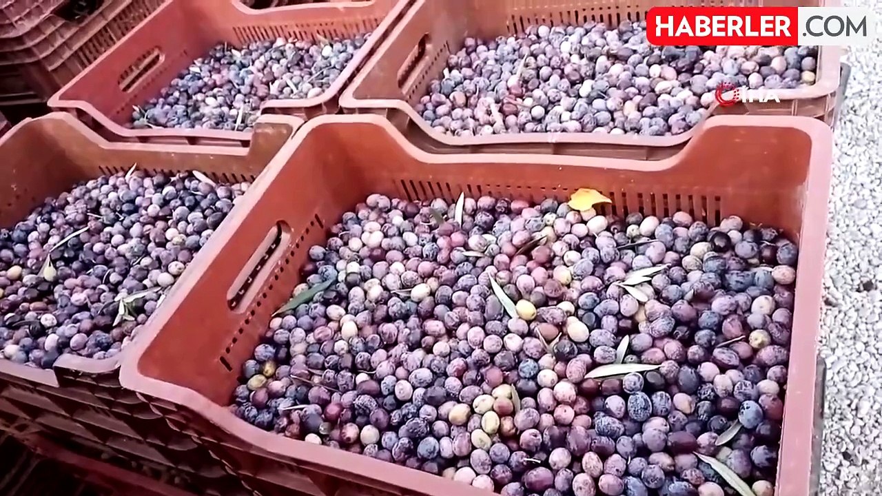 Mersin'de Zeytinyağı Hasadı Başladı