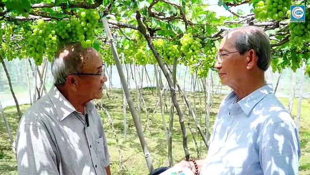 Cùng Chuyên gia SPC hướng dẫn cách phòng trừ dịch hại tổng hợp trên cây Nho