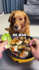DOG VS KOREAN BBQ #dogs #dog