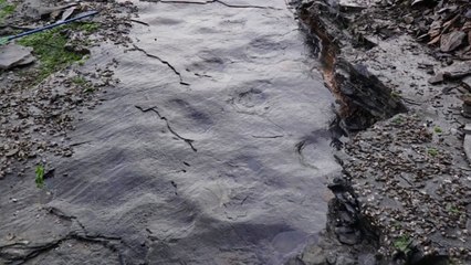 거제시, 국내 첫 스테고사우루스 공룡 발자국 발견 / YTN