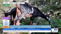 À Saint-Agrève, La Petite Ferme, ferme circulaire et ses charcuteries, fromages, et châtaignes bio…