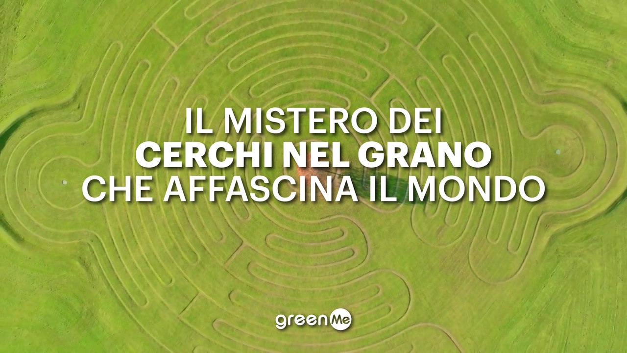Il mistero dei cerchi nel grano che affascina il mondo