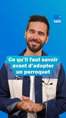 Perroquet : ce qu'il faut savoir avant d'en adopter un