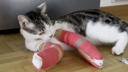 Katze erhält zwei Gipsverbände, nachdem sie einen Sturz aus dem siebten Stock überlebt hat
