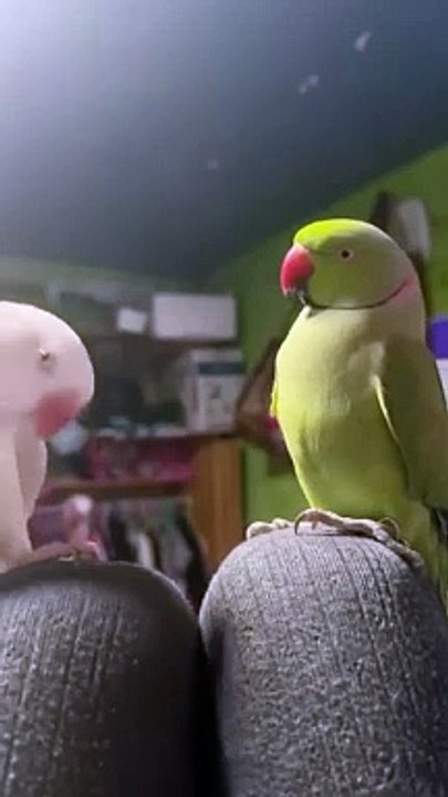 Funny Birds