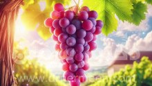 فوائد العنب مفاجأة #عنبه #عنبه #عنب #العنب