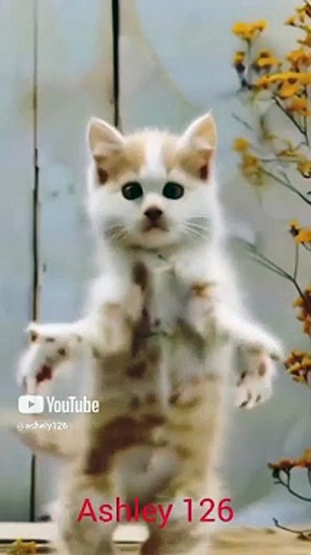 ⁣#dancing cat #music #youtube #funny #caty #dance #ashley126