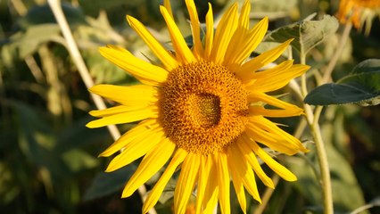 Sunflower Seed कैसे खाए , सूरजमुखी बीज खाने का सही तरीका |Boldsky
