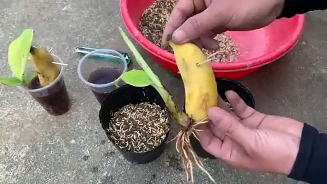 Amazing creation video