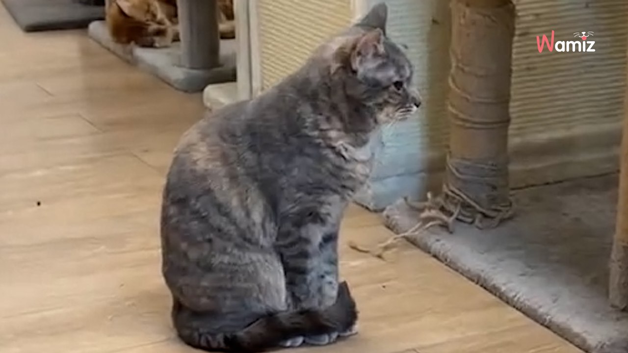 Cette chatte attend depuis plus de 900 jours au refuge : les bénévoles font une ode aux chats timides (vidéo)