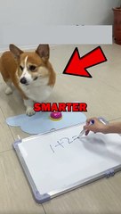 SMARTEST DOG IN THE WORLD! #pets #dogs