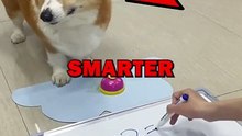 SMARTEST DOG IN THE WORLD! #pets #dogs