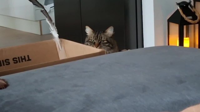 Cat Jealously Stares at Kitten for Sitting on Owner's Lap