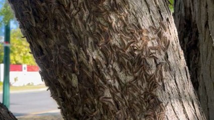 Woman stormed with disgust after discovering an army of caterpillars outside her house