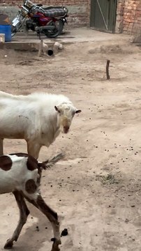 #trending #usa #viral #shortvideo #baby #pet #animals #goats #bakra #bakramandi