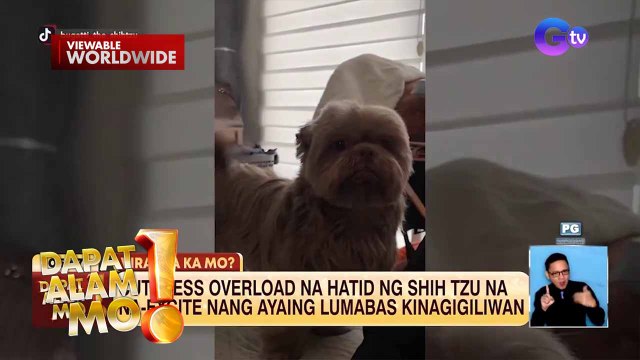 Aso, cuteness overload ang hatid sa tuwing inaaya siyang lumabas | Dapat Alam Mo!