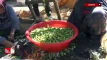 Mardin'in ödüllü zeytininde hasat başladı