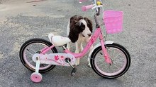 Episode 16 Funny dog cycling
