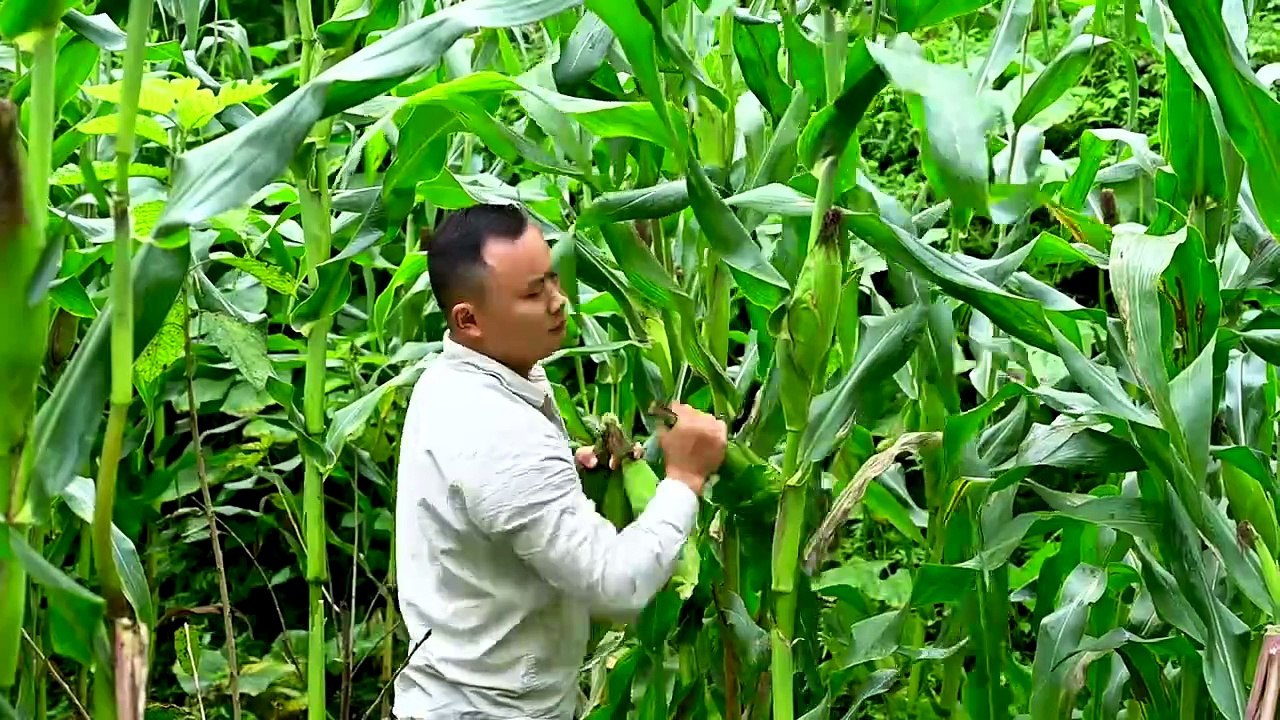 Corn Cake