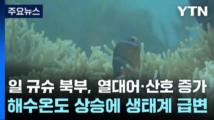 일 규슈 북부, 열대어·산호 증가...해수온도 상승에 생태계 급변 / YTN