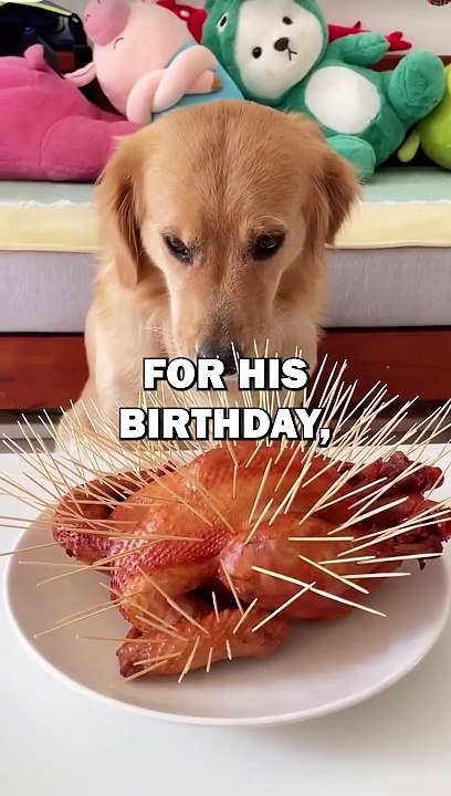 DOG’S CHICKEN SURPRISE!