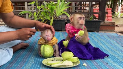 Teaching My Baby Monkeys Discipline Like a Mother | Cute & Adorable Moments