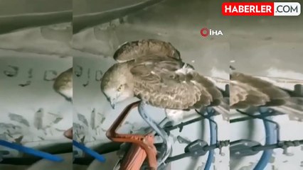 Osmaniye'de Yaralı Yılan Kartalı Tedavi Altına Alındı