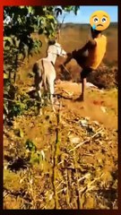 Boy hit the donkey | entertainment video