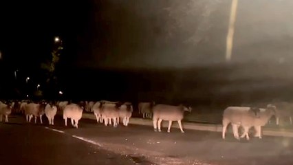 Must See! Hundreds of Sheep Wander Onto Major Roadway in England
