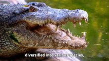 "The Incredible Journey of Crocodiles: From Prehistoric Giants to Modern Survivors" 2024 #Wildlife