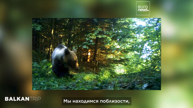 Природные жемчужины Западной Сербии: дикая природа горы Тара и бурные воды реки Дрина