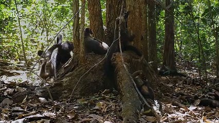 Documental. "Gladiadores - Los ríos de la selva"
