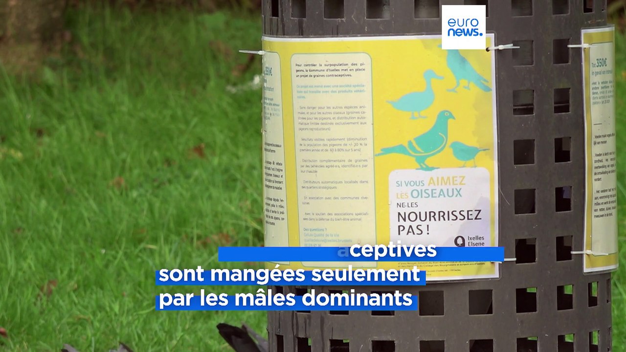 À Bruxelles, des graines contraceptives pour réguler la population des pigeons