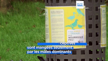 À Bruxelles, des graines contraceptives pour réguler la population des pigeons
