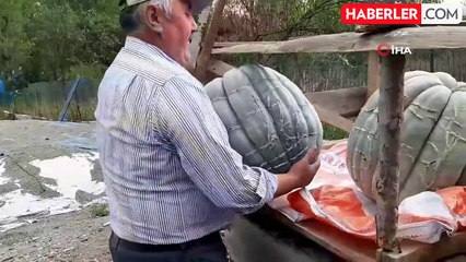 Hayvan Gübresiyle Yetiştirilen Bal Kabakları 40 Kilograma Ulaştı