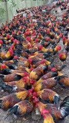 Millions of Roosters are Raised Freely