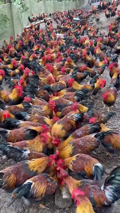 Millions of Roosters are Raised Freely