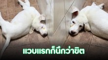 นอนธรรมดาโลกไม่จำ ทำเอาเจ้าของใจหายวาบ ทรงนี้นึกว่าขิตซะแล้ว