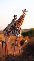_tag_someone__#ai_#animal_#lion_#giraffe_#fyp_#nature_#usa