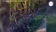 „Diese Geräusche verfolgen mich immer noch“: Frau macht schreckliche Entdeckung im Maisfeld