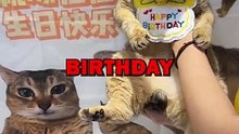 CAT'S BIRTHDAY SURPRISE! #cat