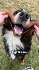 The Truth About Dogs And Cats  #bernesemountaindog #dogvideo #catvideo #cuteanimals