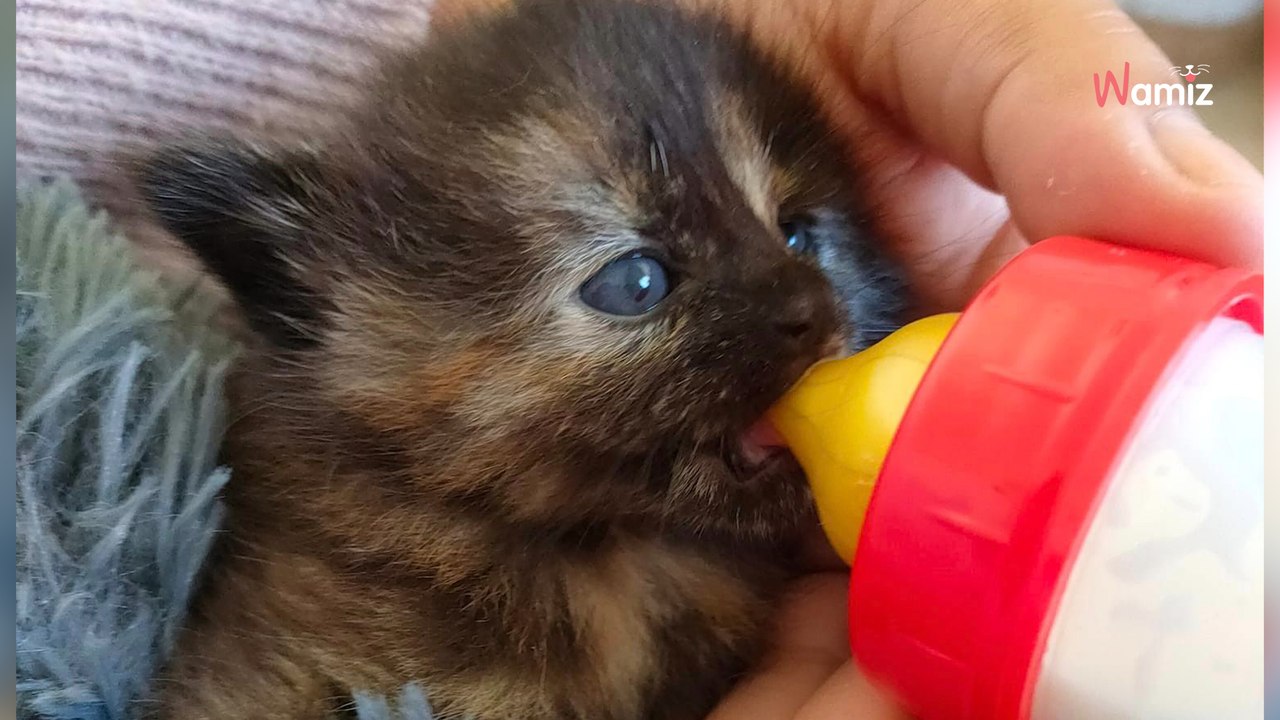 « Merci de ne plus jeter de carton avec des chatons chez moi » : face à un abandon, une association exprime sa colère