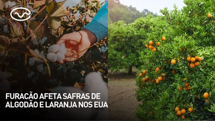Furacão afeta safras de algodão e laranja nos EUA