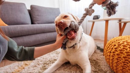 Las Razas De Perro Más Cariñosas