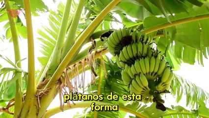 Come platanos y no cometas estos errores