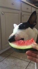 Dog Tries Watermelon For First Time