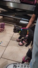 Cat Learns to Walk for First Time With Leg Braces