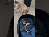 Dog Barks at Cat for Stealing Its Bed