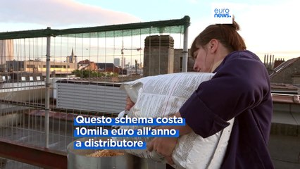 Semi contraccettivi per regolare la riproduzione di piccioni: il programma adottato in Belgio